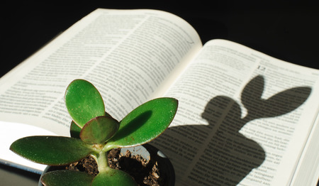 De Groene Bijbel: voer voor een goede preek