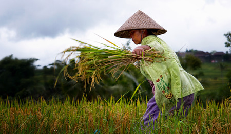 Duurzame landbouw op Java: 'Samen kunnen we veel meer doen'