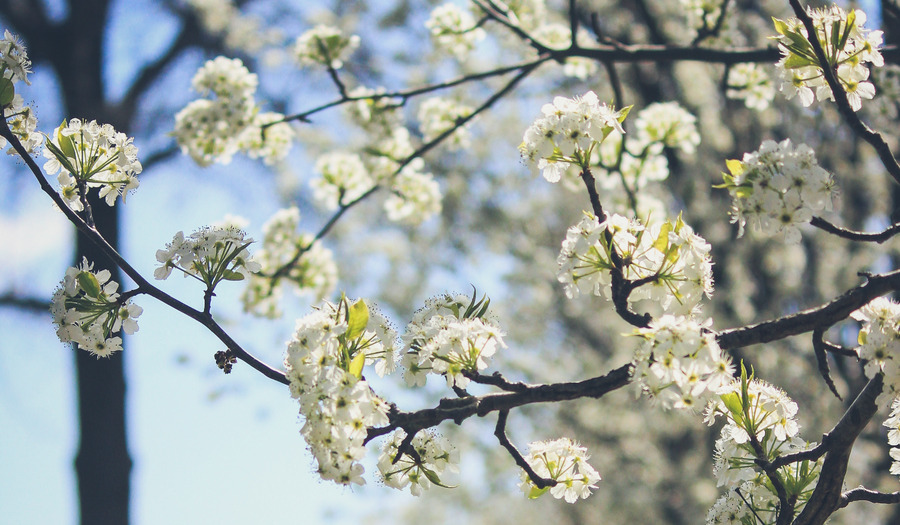 Een dankgebed | Petrus - Protestantse Kerk