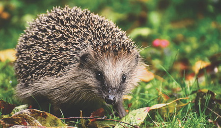 Leestip: De egel, dat ben ik van Toon Tellegen