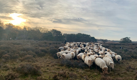 Overdenking: Jezus is de goede herder