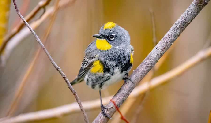 Een kerk vol vreemde vogels