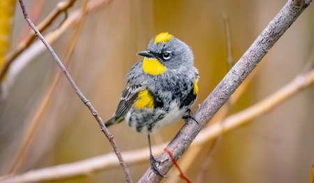 Een kerk vol vreemde vogels