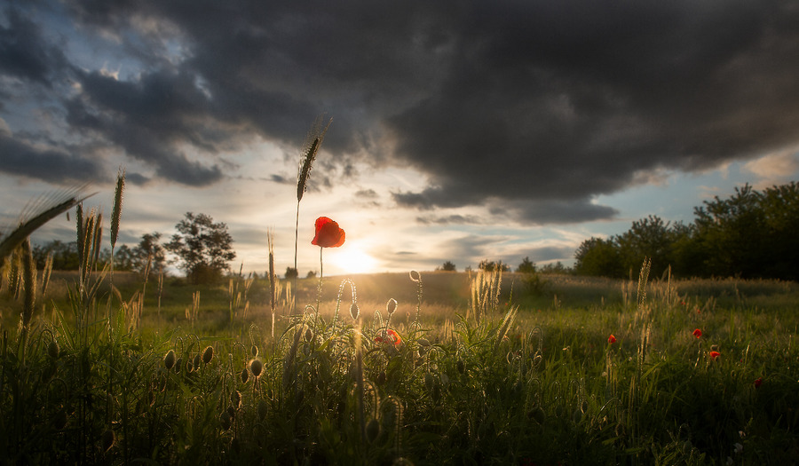 7 gedichten bij overlijden of uitvaart