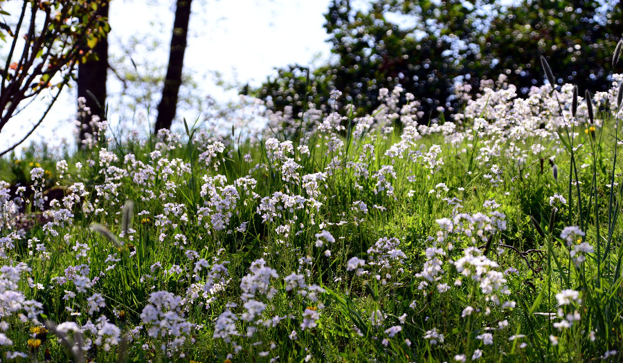 Gebed bij Pinksteren: Geest van God die harten opent