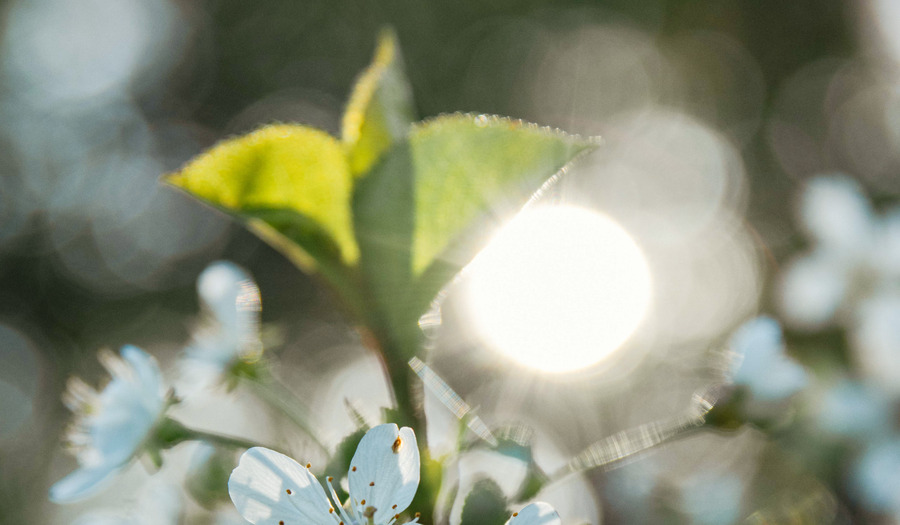 Gebed bij Palmzondag