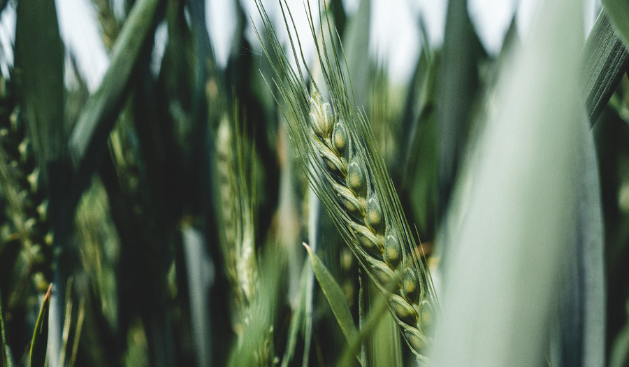 Gebed: Hartslag van onze aarde