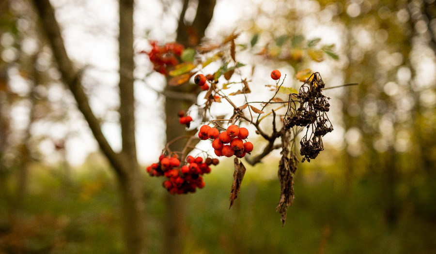 Gebed bij dementie en afscheid: Liefdevolle God
