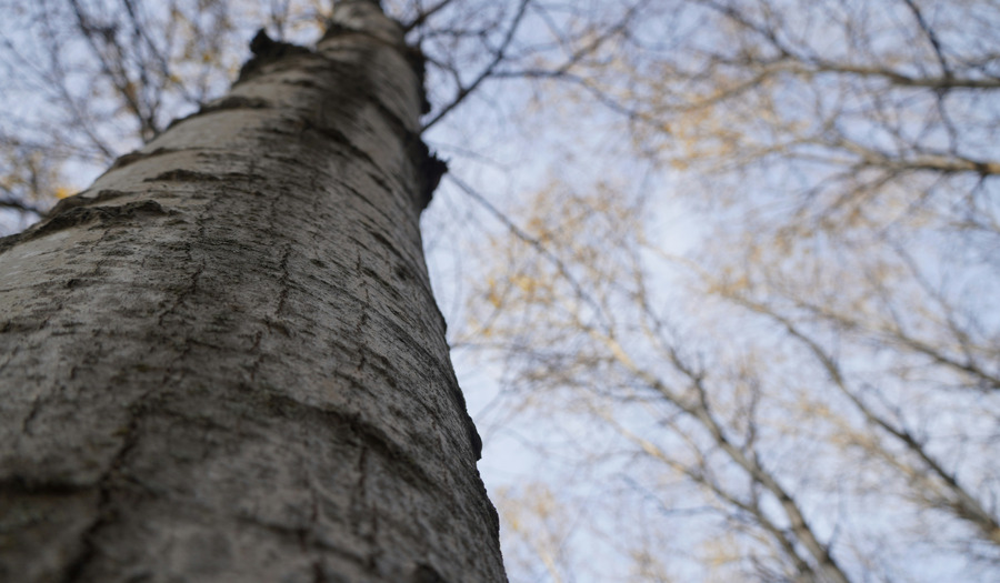 Gebed: Dank voor Gods nabijheid  