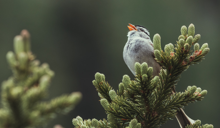 Lied: Lof zij de Heer, de almachtige koning der ere