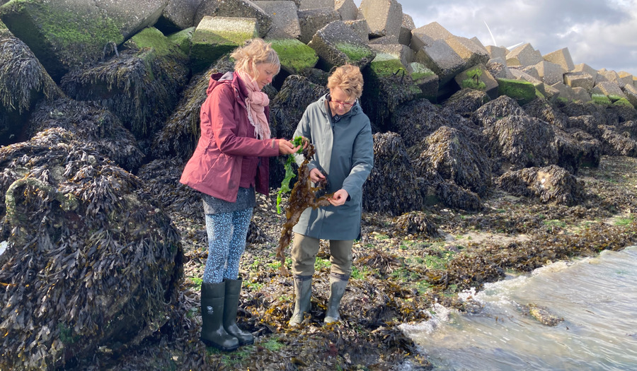 Column Mirella: Het wier van Jona en de wijsheid van de zee