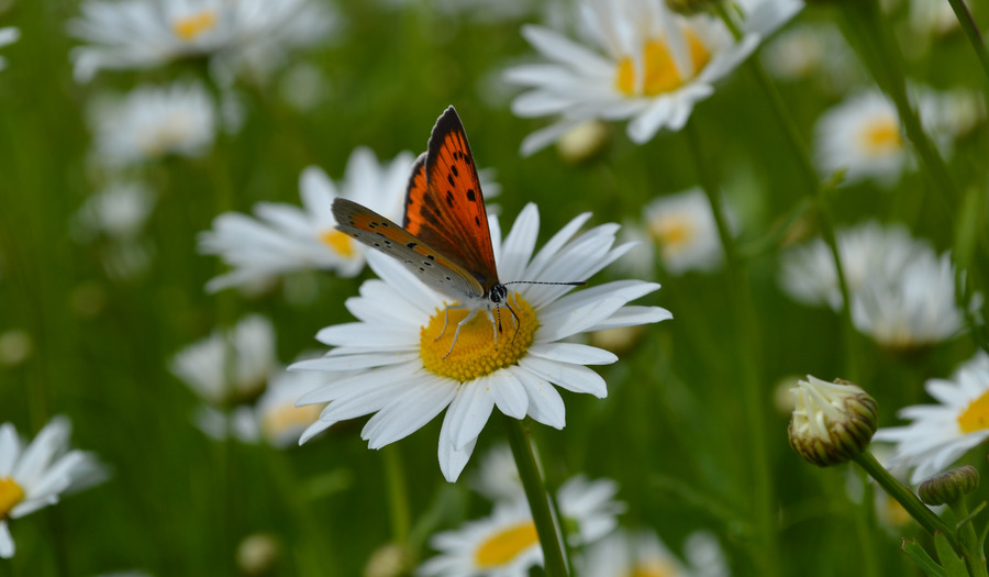 Column Wim Beekman: Aandacht