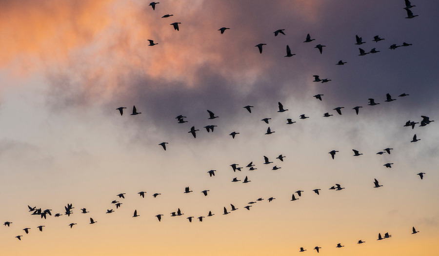 Lied 726: Hoor, een heilig koor van stemmen