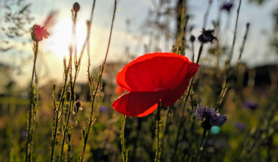 Van oorlogstrauma naar kunst vol licht: het verhaal van schilder Jouk