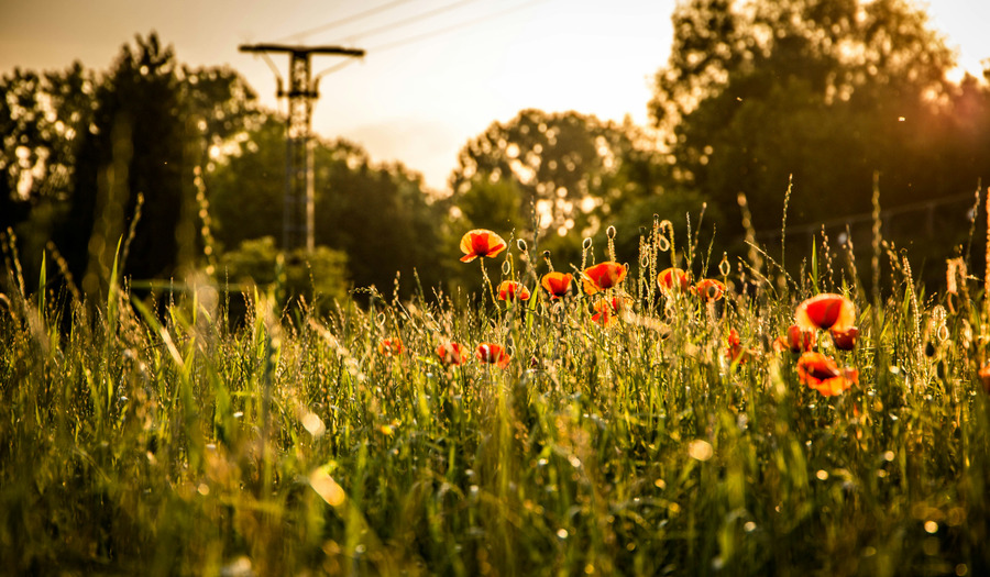  Gebed voor onze militairen en hun thuisfront