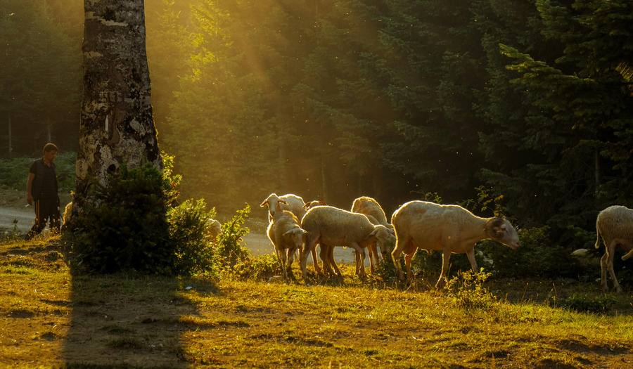 Lied: Opwekking 215 De Heer is mijn herder [+ tekst]
