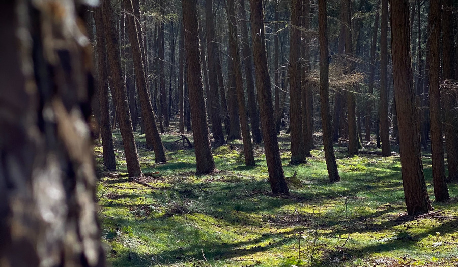Van Jakob tot buurman: engelen in onverwachte gedaanten