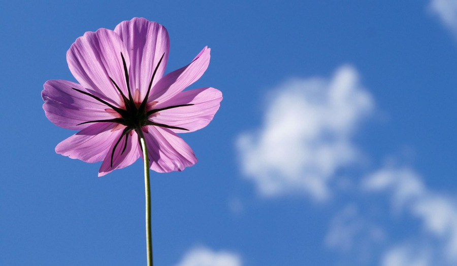 Gedicht bij miskraam of stilgeboorte