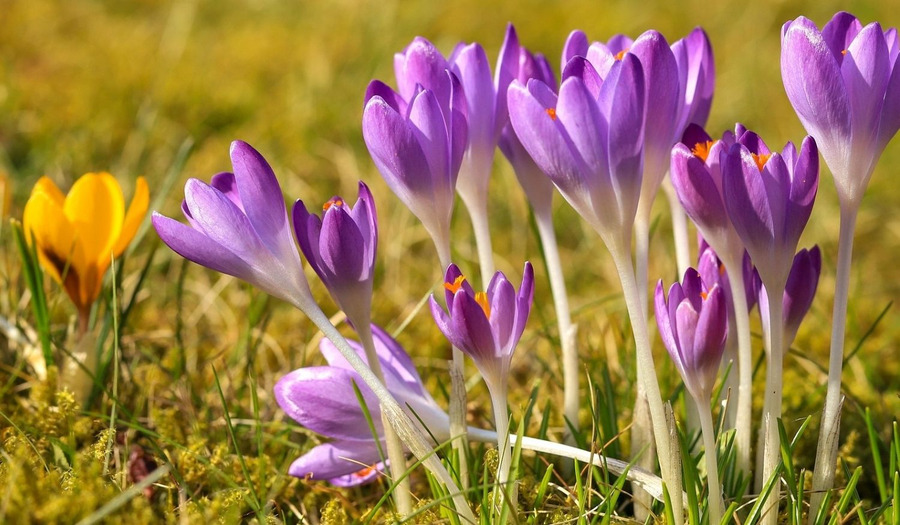 Gebed veertigdagentijd: onvoorwaardelijke liefde