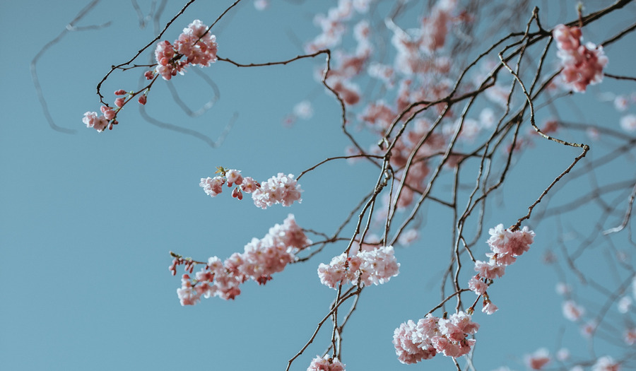 Wat bomen ons leren over geduld en natuurlijke groei in het leven