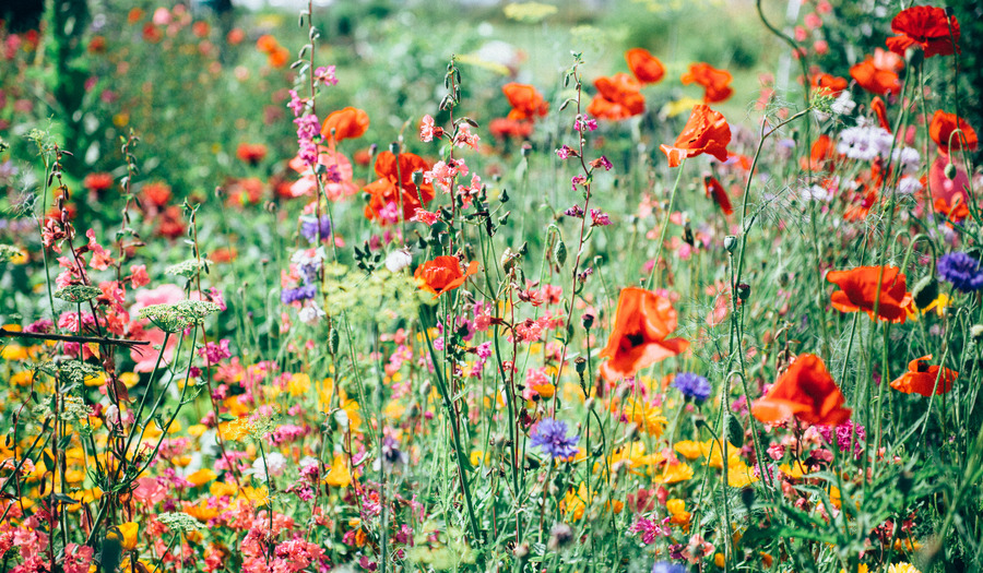 Column Wim Beekman: Trots als een aap 