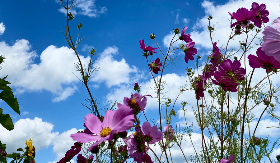 Gebed: Dank u voor het zonlicht