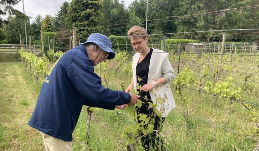 Column Mirella Klomp: Een wijnbos in Lelystad 
