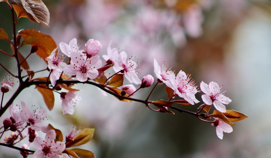 Lied: Opwekking 383 Geest van hierboven [tekst+ video]