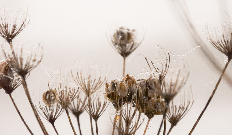 Gebed bij psalm 131: "Weg uit de drukte"