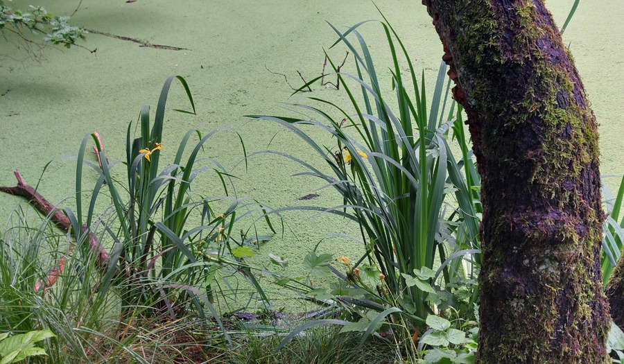 Wandeling: Het (kerk)Torenpad van Den Ham naar Ommen