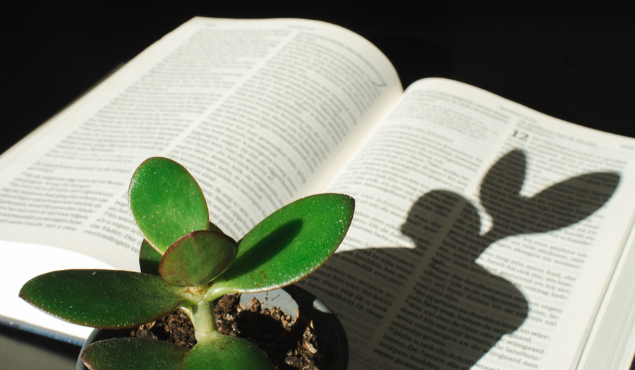 Waarom een ‘Groene Zondag’ in de kerk niet mag ontbreken