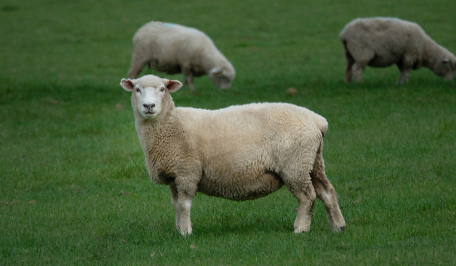 Wat doet een dominee als hij een losgebroken schaap tegenkomt?