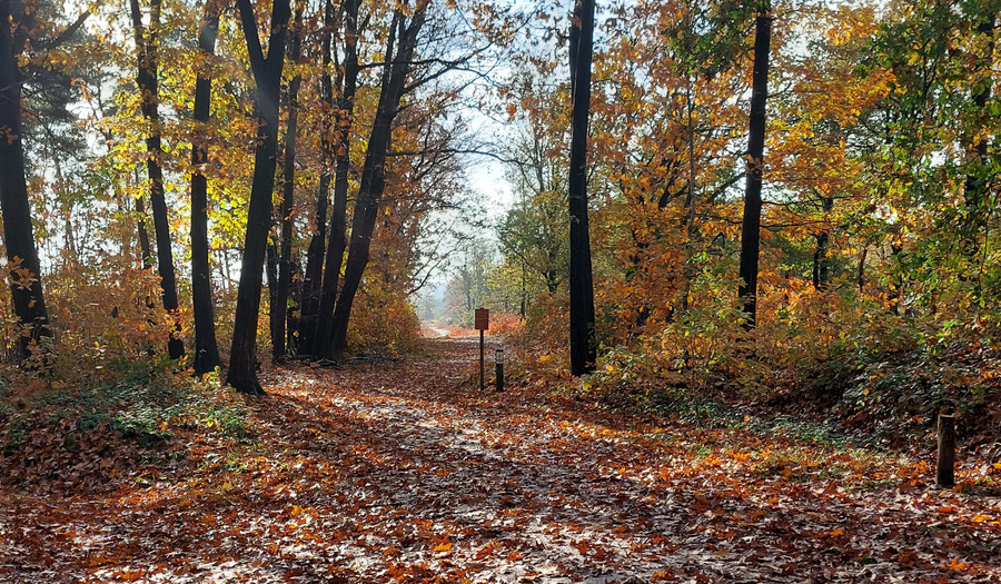 Stiltewandeling door de Sallandse Heuvelrug